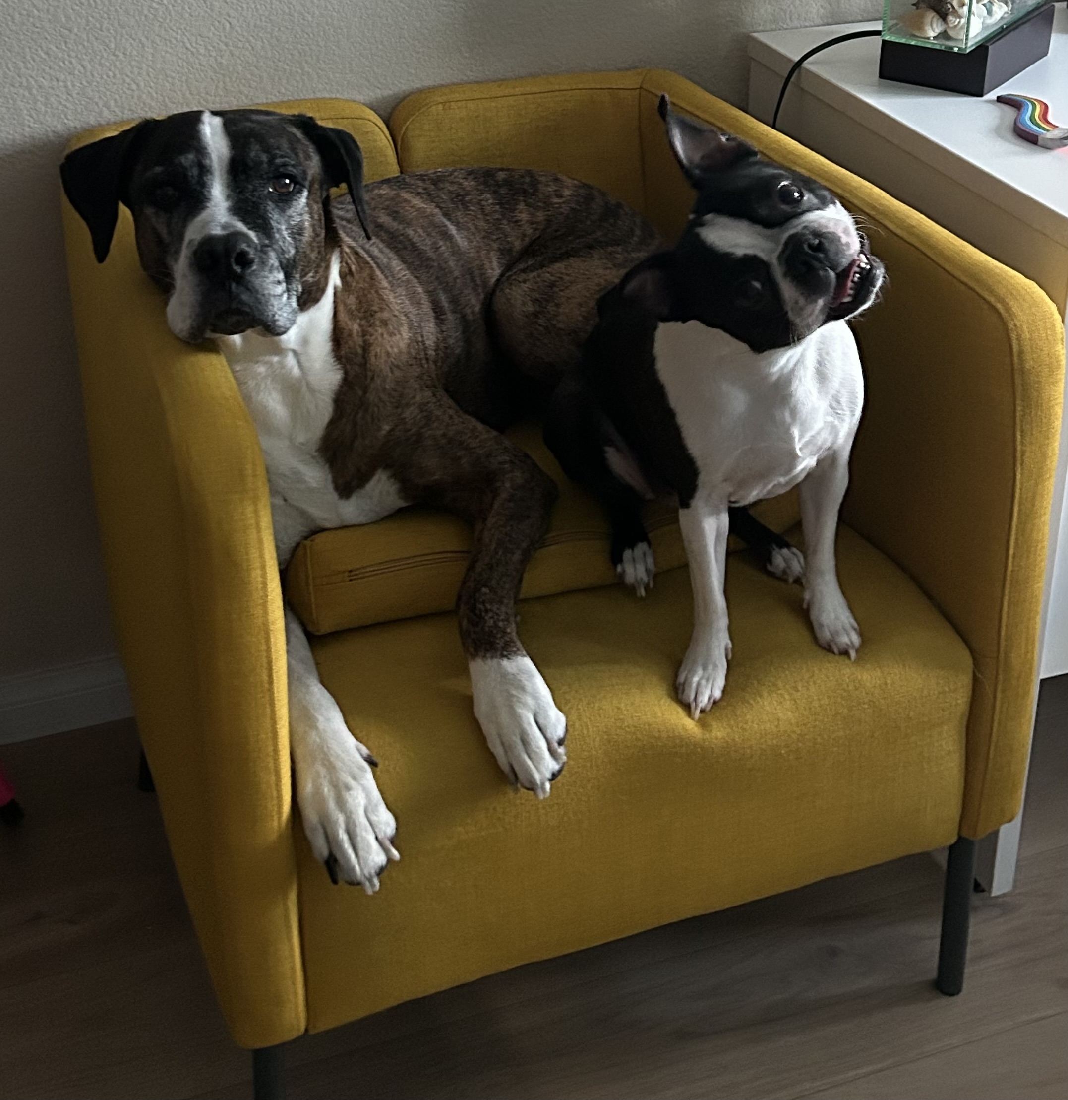 Baxter and Blanche, the Valley Press shop dogs, on the office chair
